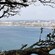 Trees overlooking a bay with boats near a metropolitan area